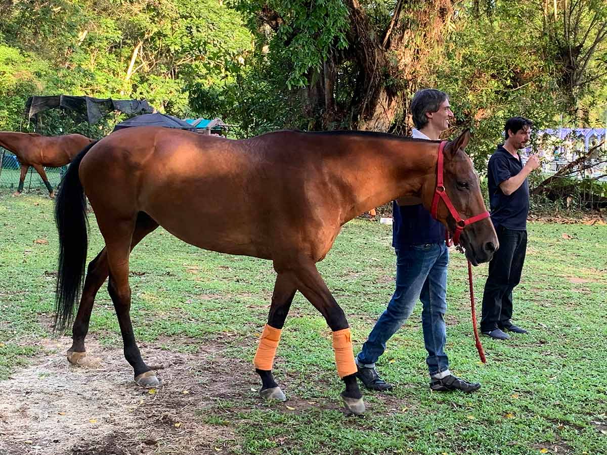 colts Polo Experiences Executive Polo Programs